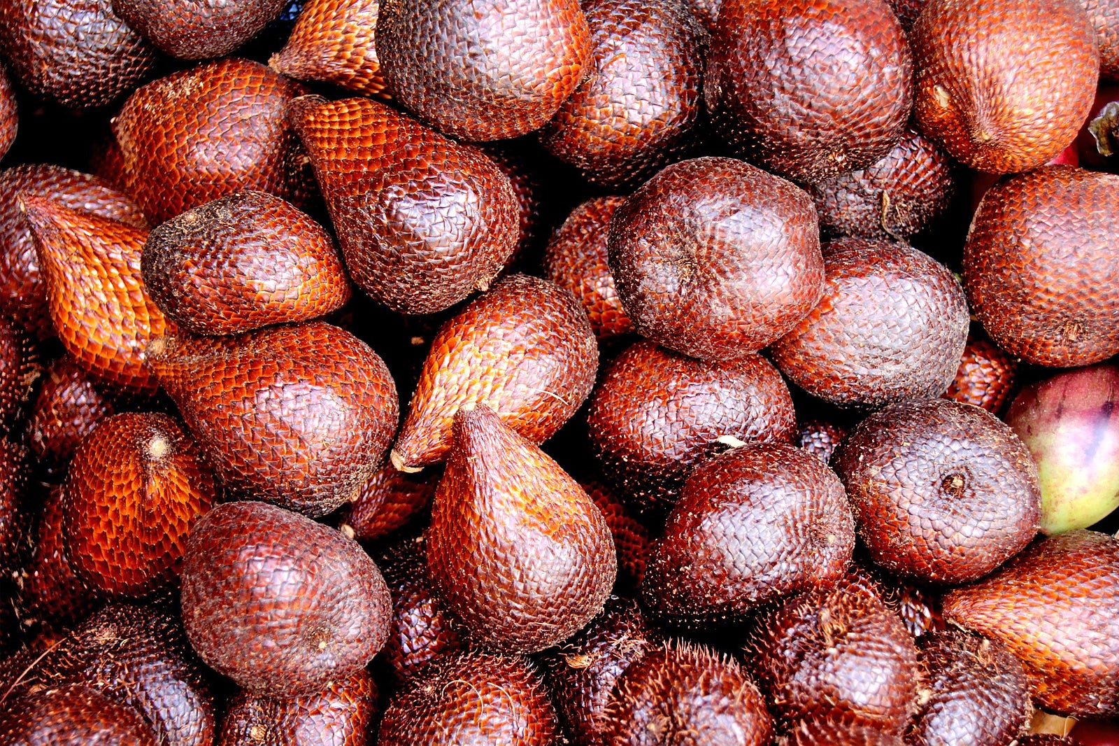 میوه مار (سالا) - Snake fruit (Sala)