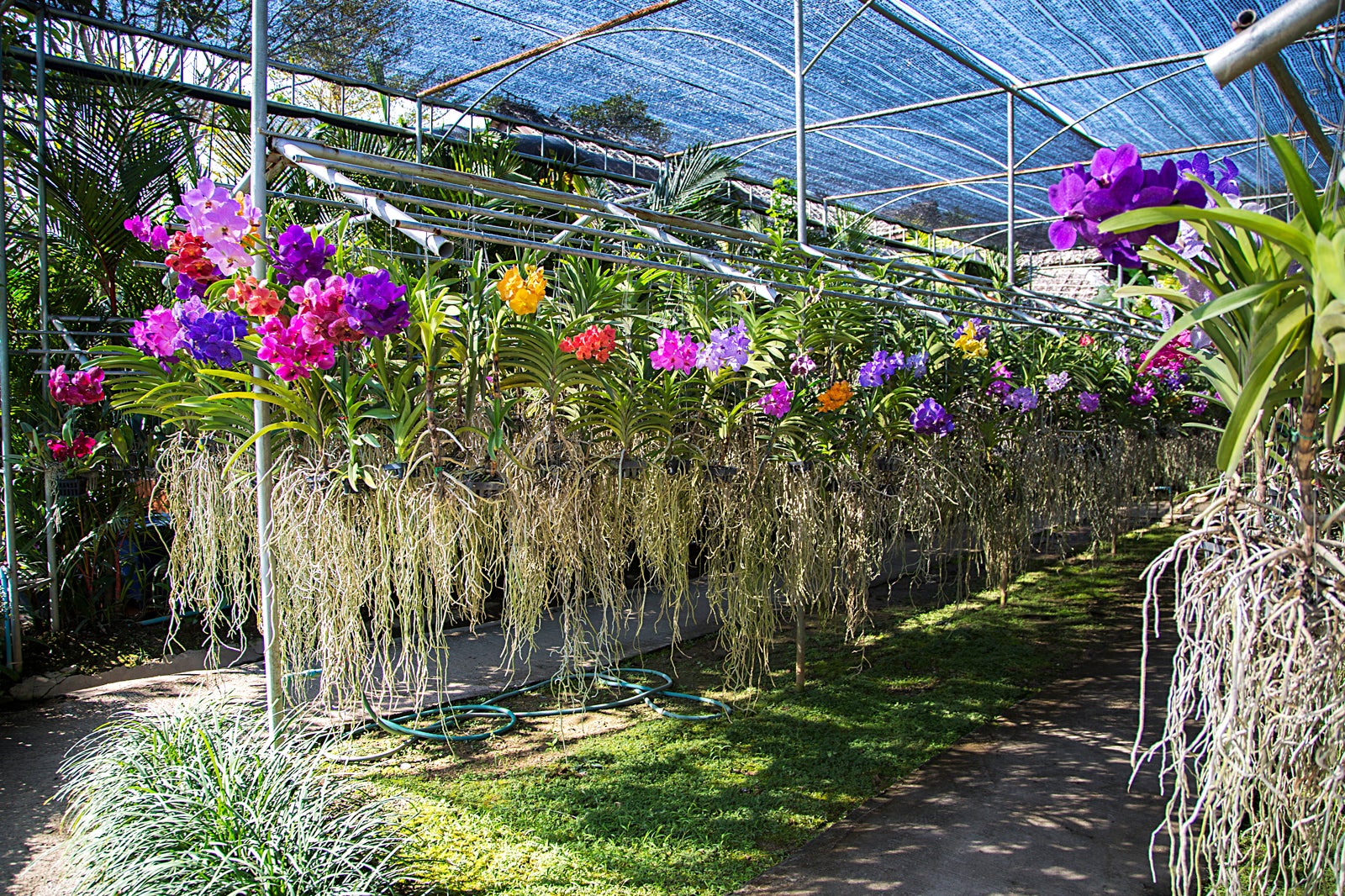 بای ارکیده-مزرعه پروانه - Bai Orchid-Butterfly Farm