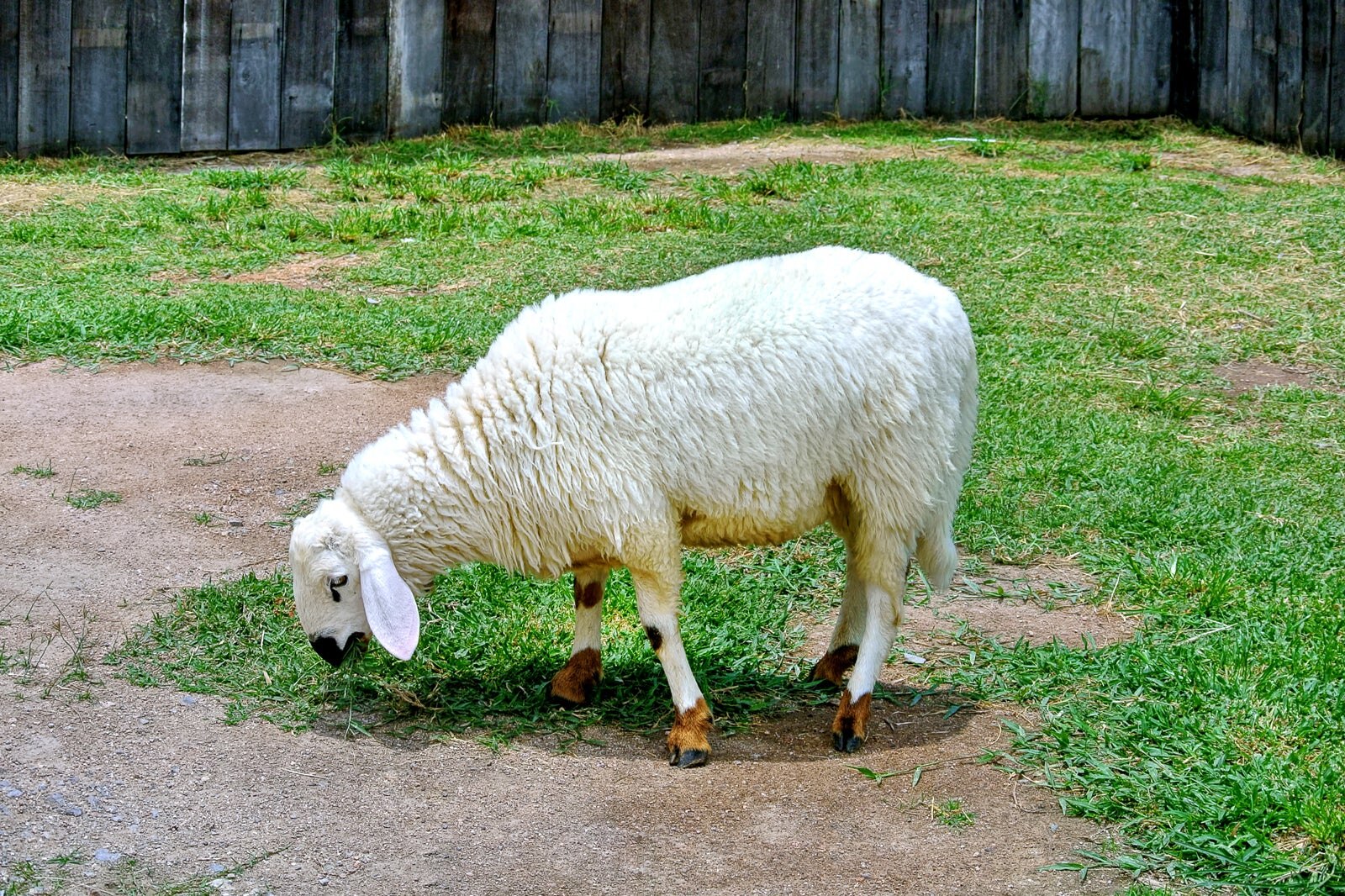 مزرعه گوسفند سوئیسی - Swiss Sheep Farm