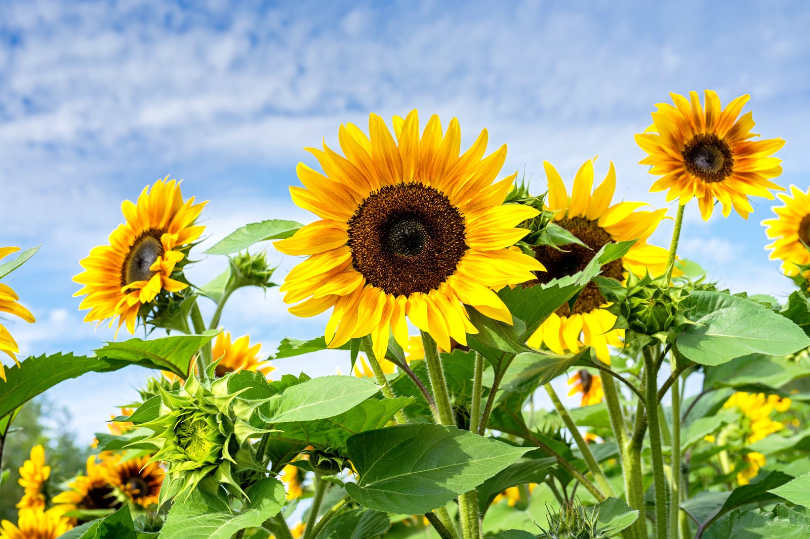 سرزمین گل پاتایا - Flower Land Pattaya