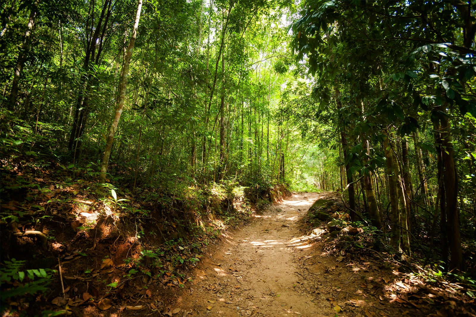 پیاده روی در کوه فانگان - Trekking in Koh Phangan