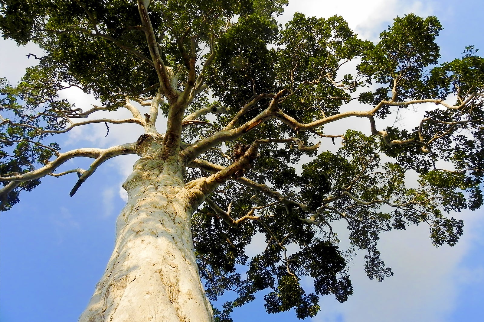 این درخت - Yang Na Yai Tree