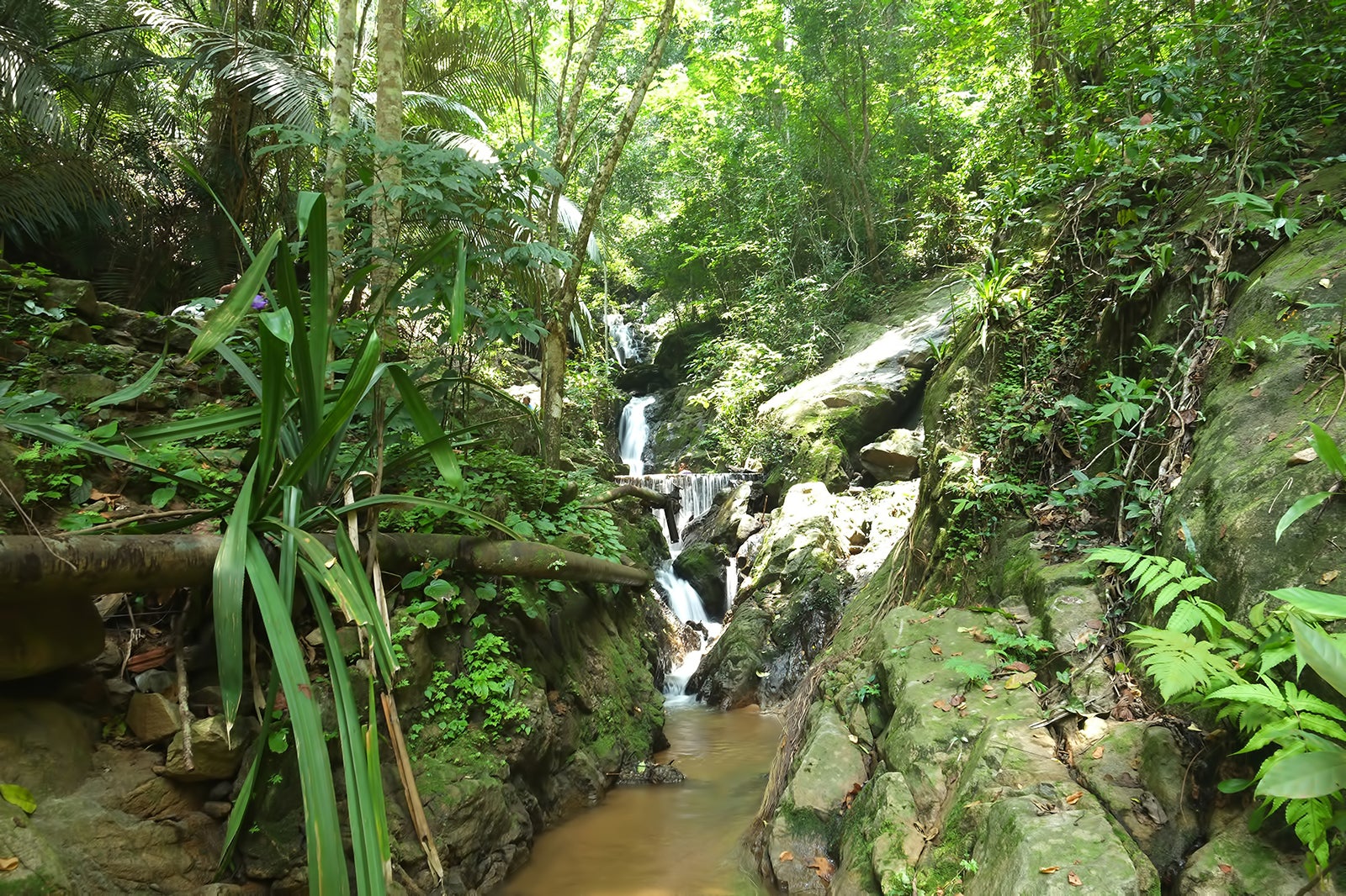 منطقه غیر شکار Khao Phra Thaeo - Khao Phra Thaeo Non-Hunting Area