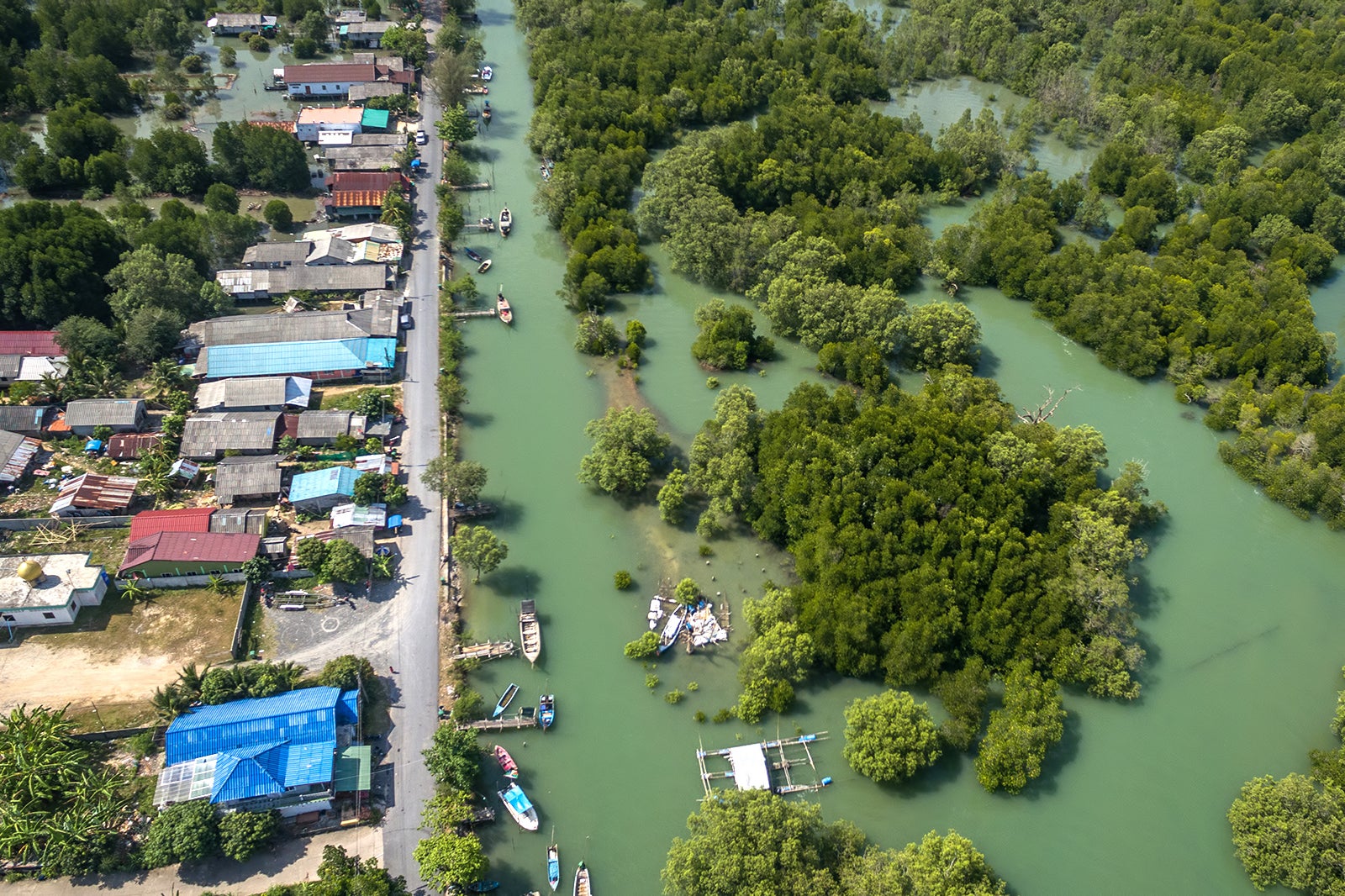 حرا در پوکت - Mangroves in Phuket