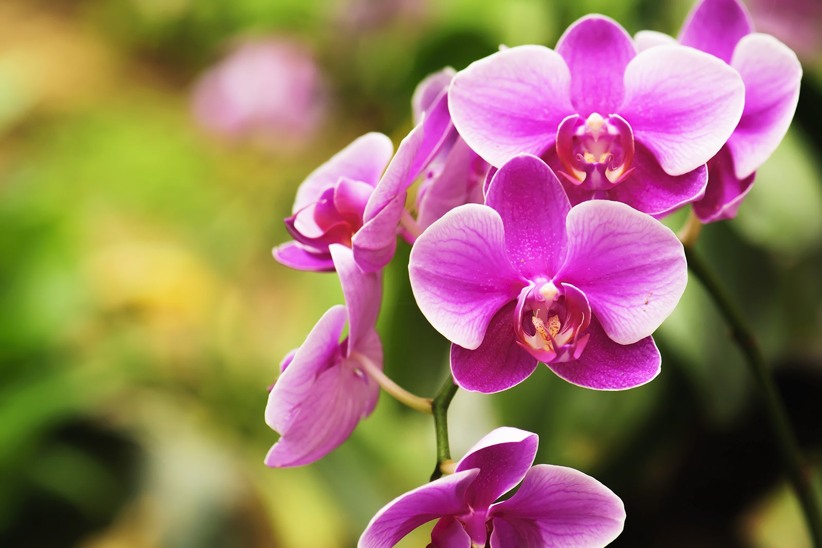 مزرعه ارکیده پوکت - Phuket Orchid Farm