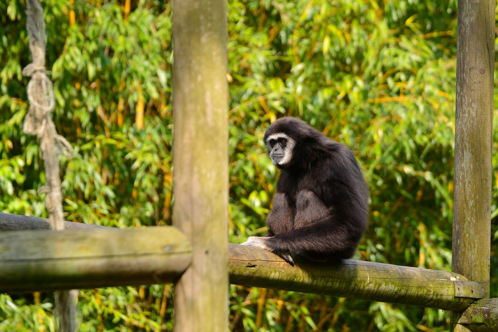 مرکز توانبخشی گیبون - Gibbon Rehabilitation Center