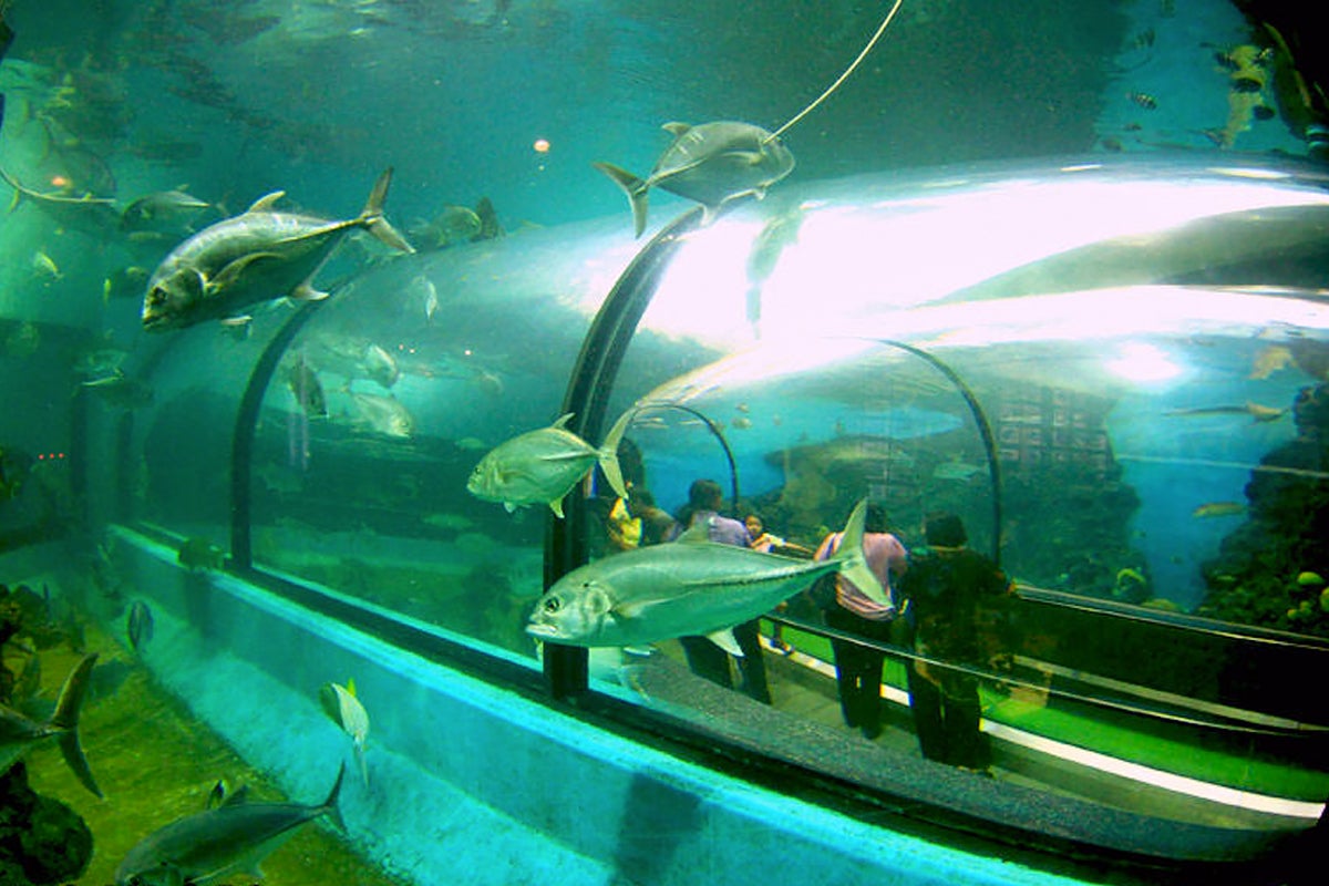 آکواریوم پوکت - Phuket Aquarium