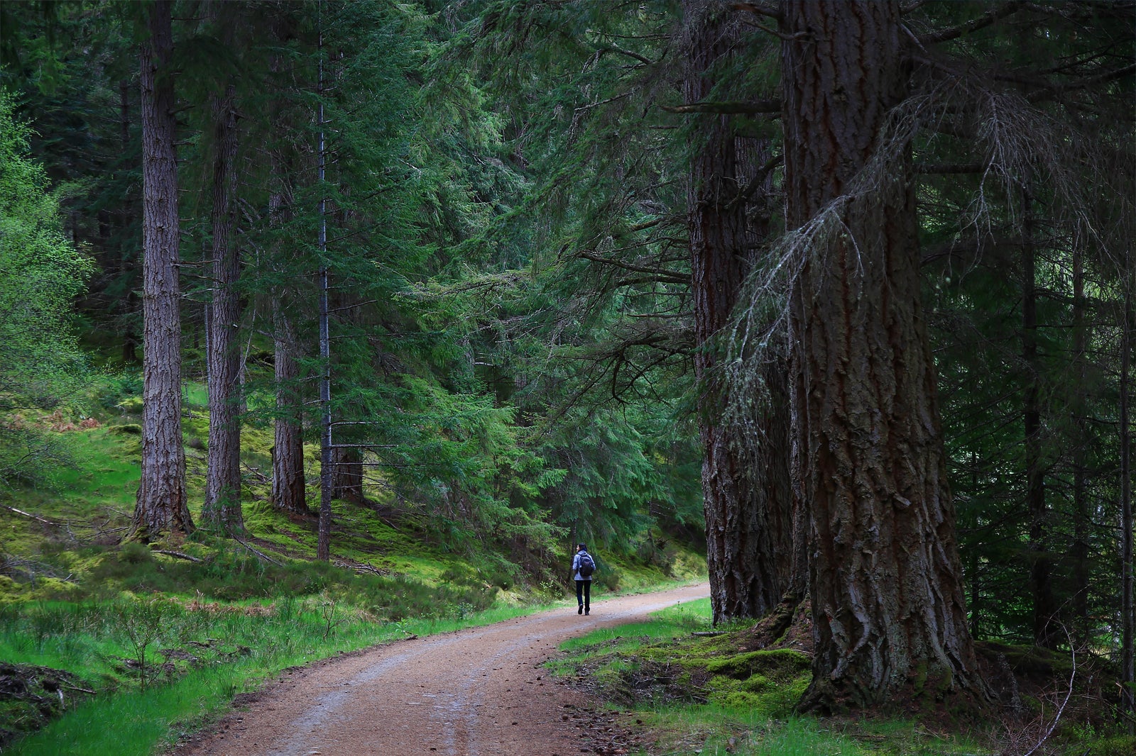 گلن افریک - Glen Affric