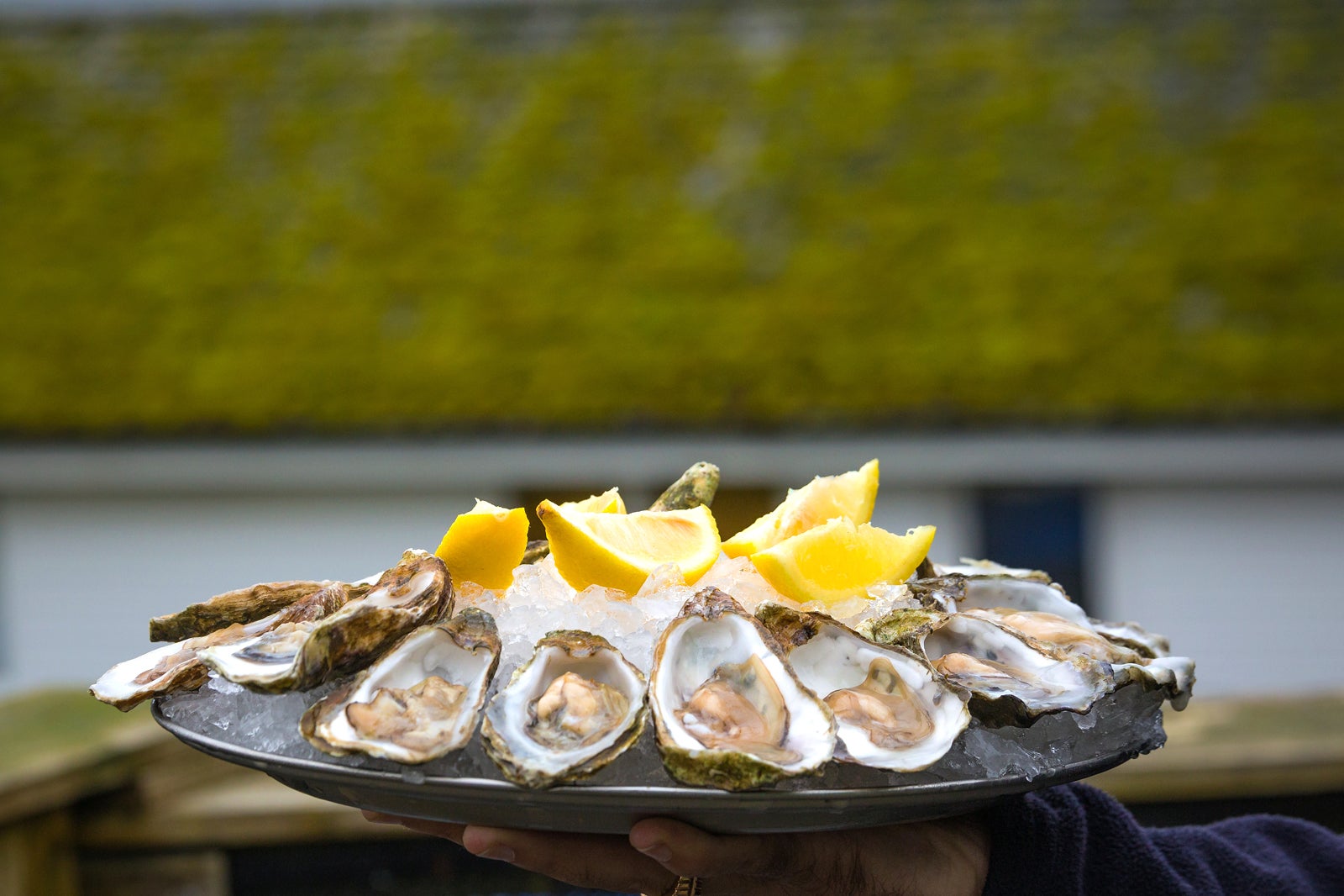 آلونک صدف - The Oyster Shed