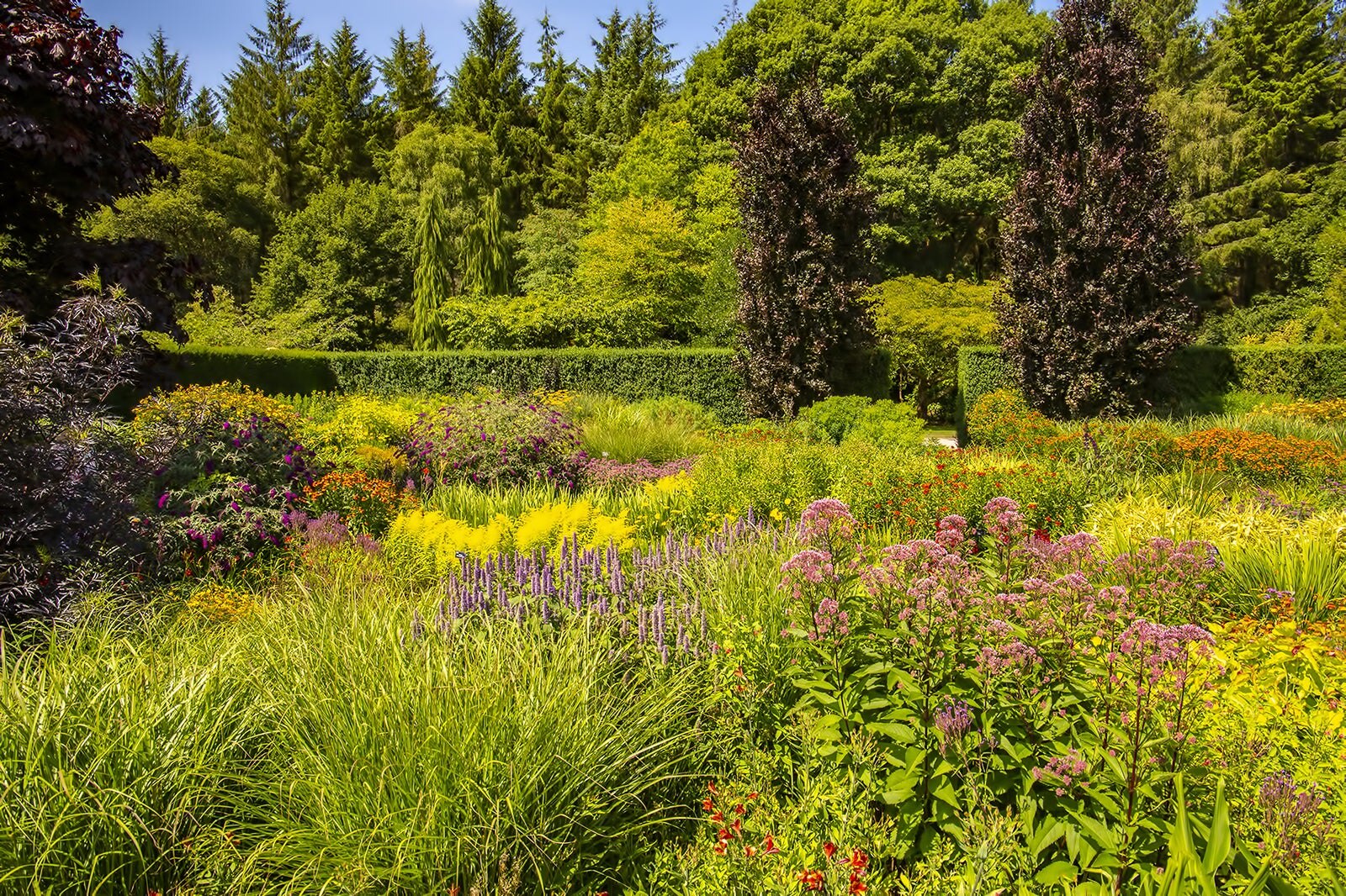 RHS Garden Rosemoor - RHS Garden Rosemoor