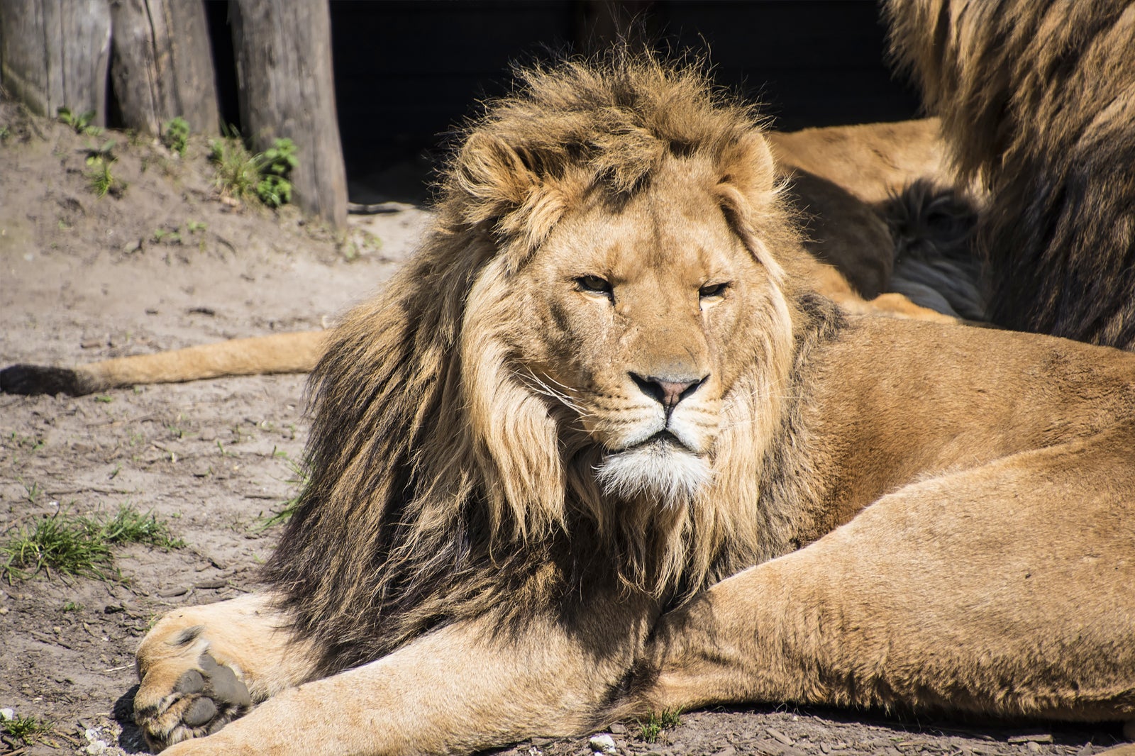 ذخیره‌گاه پورت لیمپن - Port Lympne Reserve