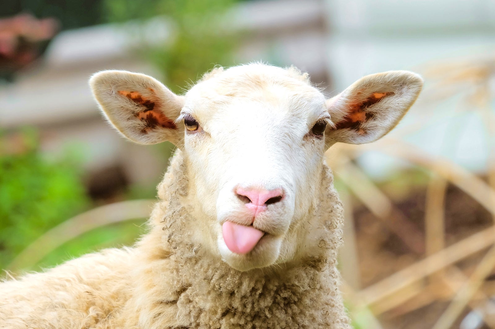 نمایش دوون شمالی - North Devon Show