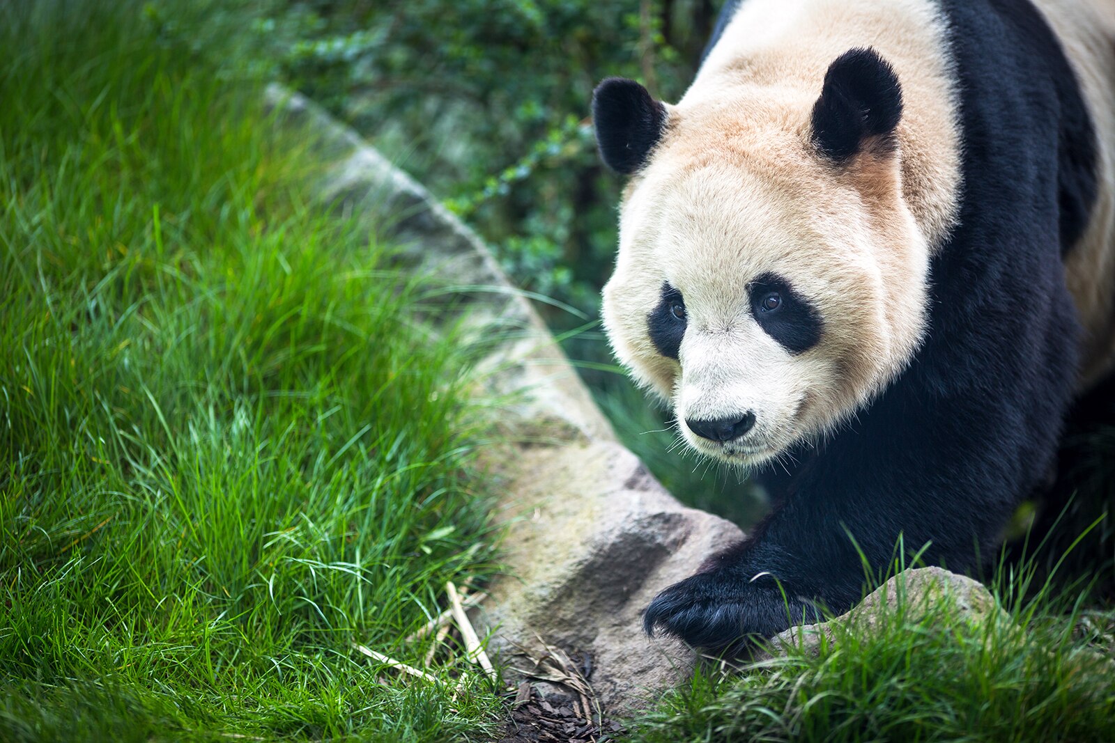 باغ وحش ادینبورگ - Edinburgh Zoo