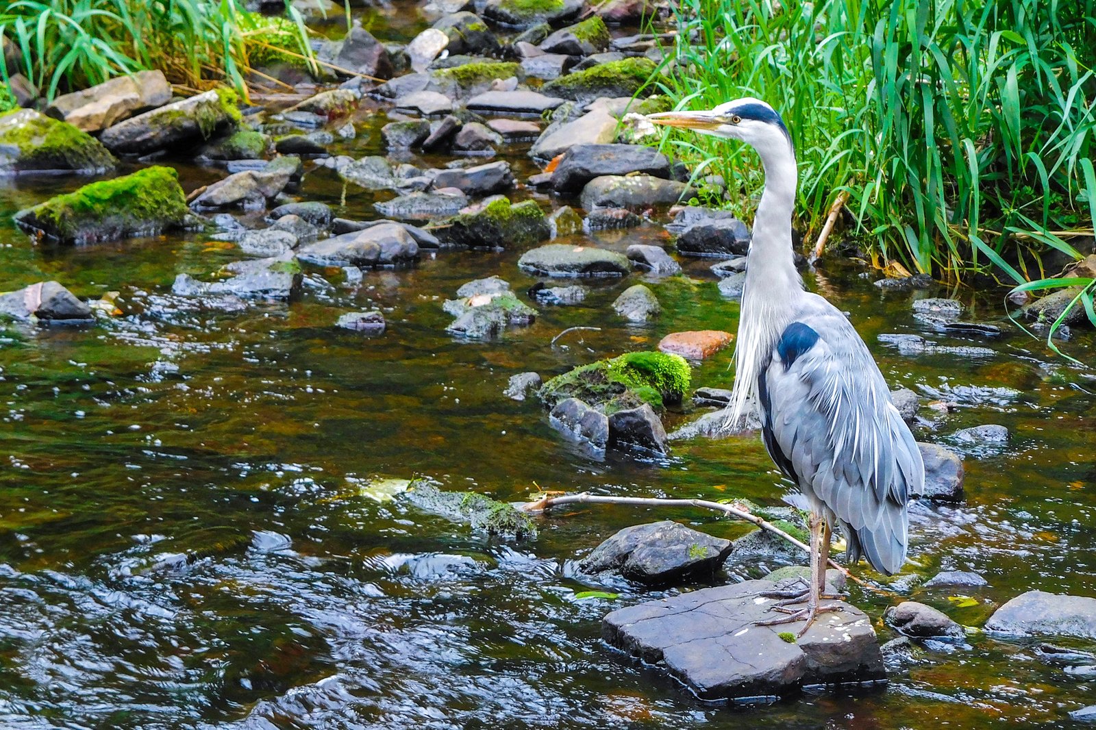 حیات وحش روی آب لیث - Wildlife on the Water of Leith