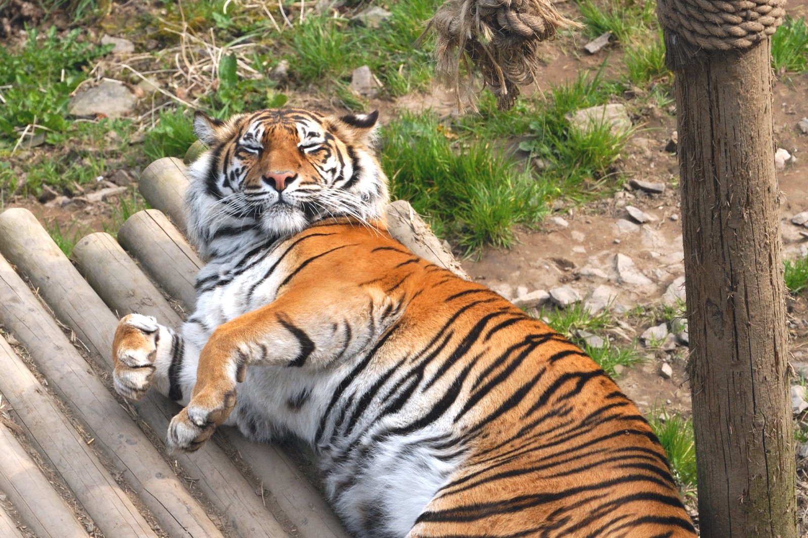 باغ وحش کوهستان ولز - Welsh Mountain Zoo