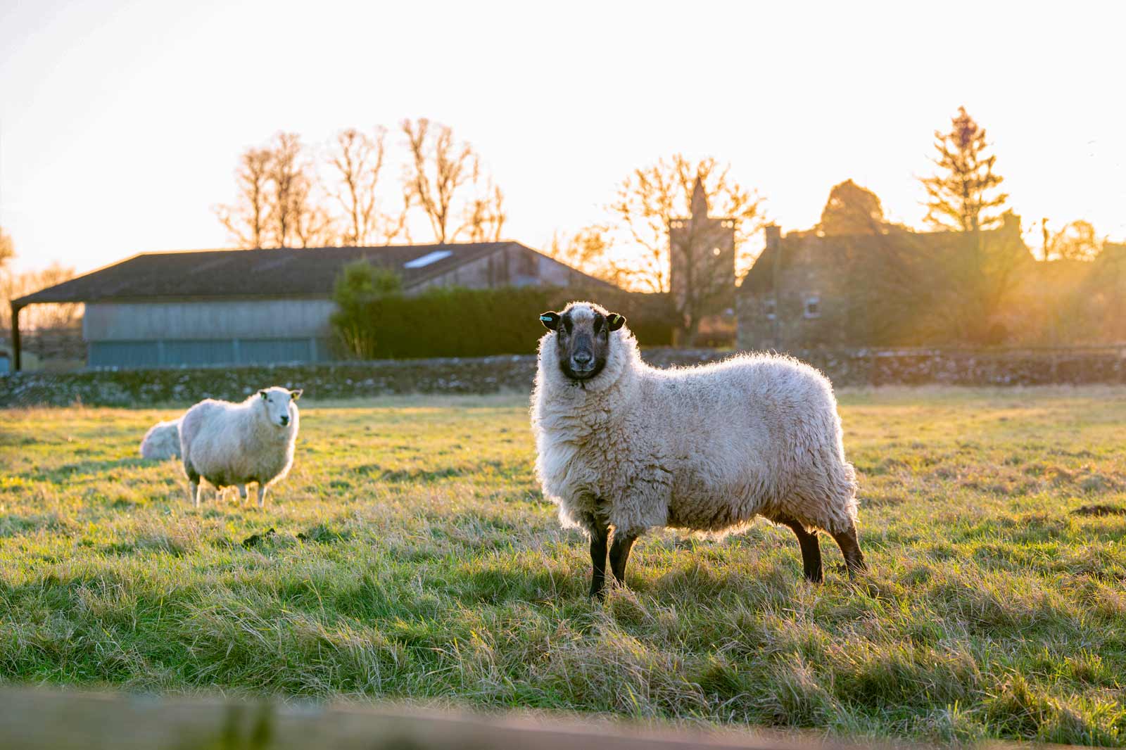 پارک مزرعه Cotswolds - Cotswolds Farm Park