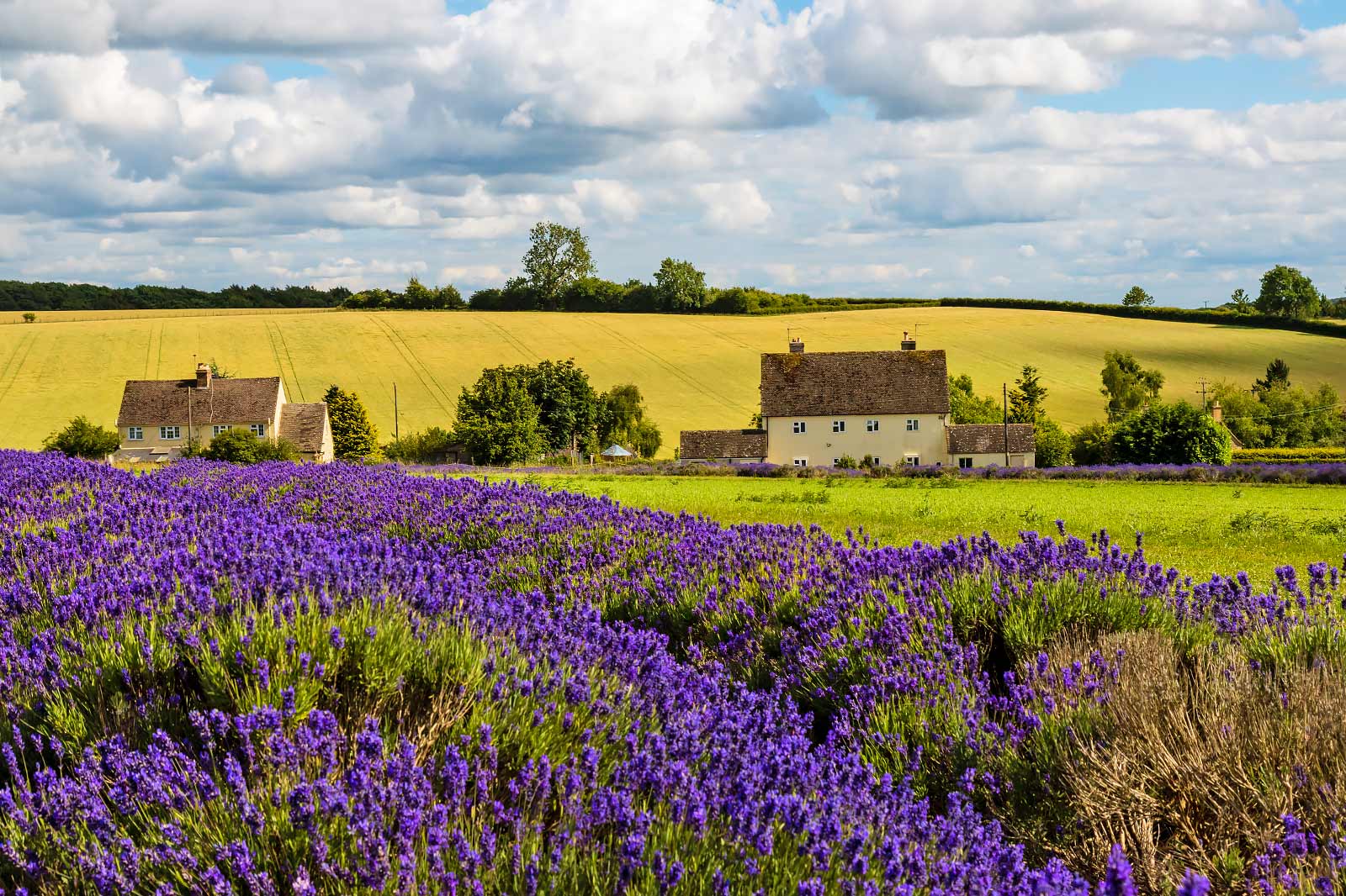 Cotswolds Lavender - Cotswolds Lavender