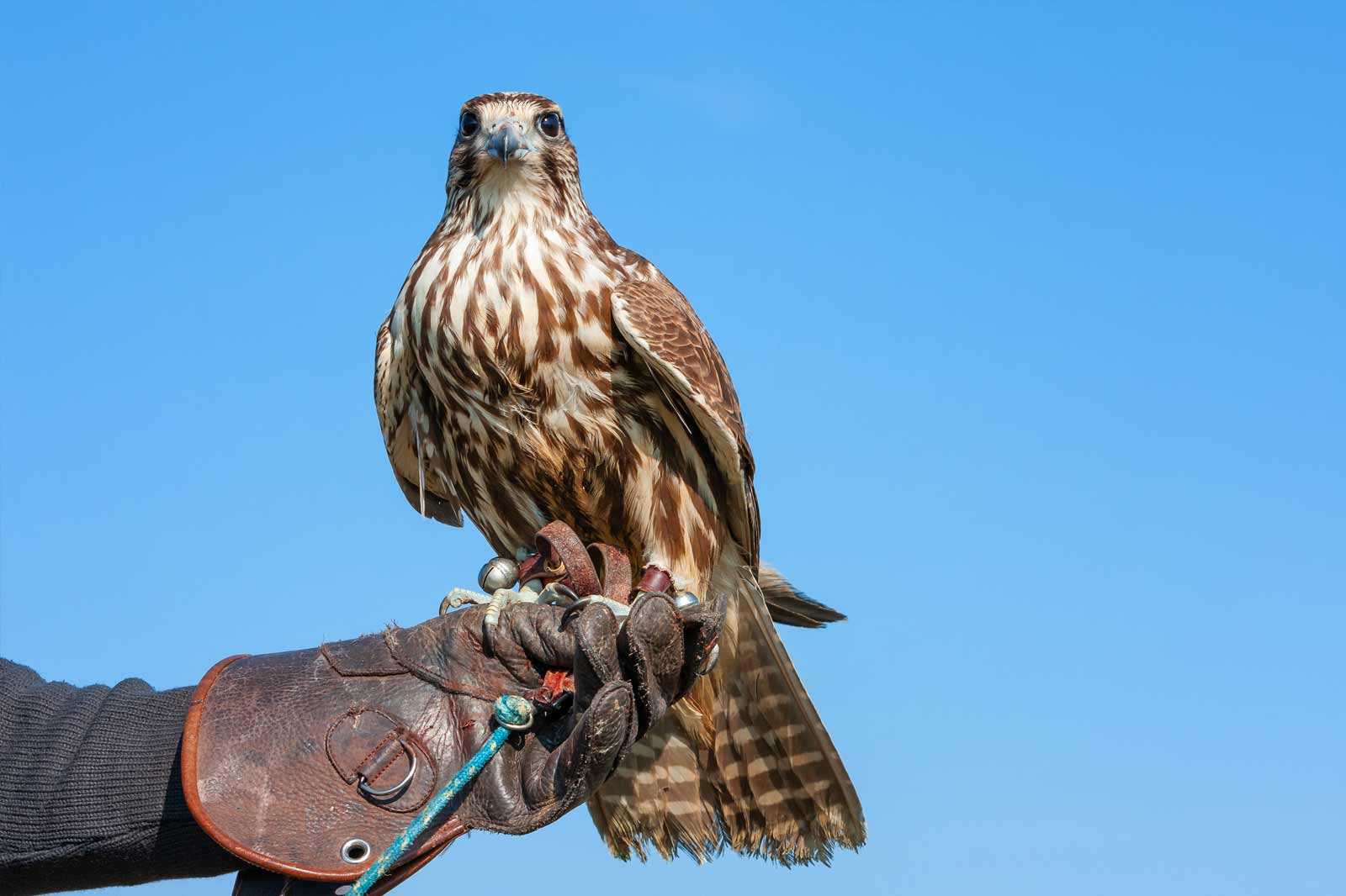 مرکز شاهینی Cotswolds - Cotswolds Falconry Center