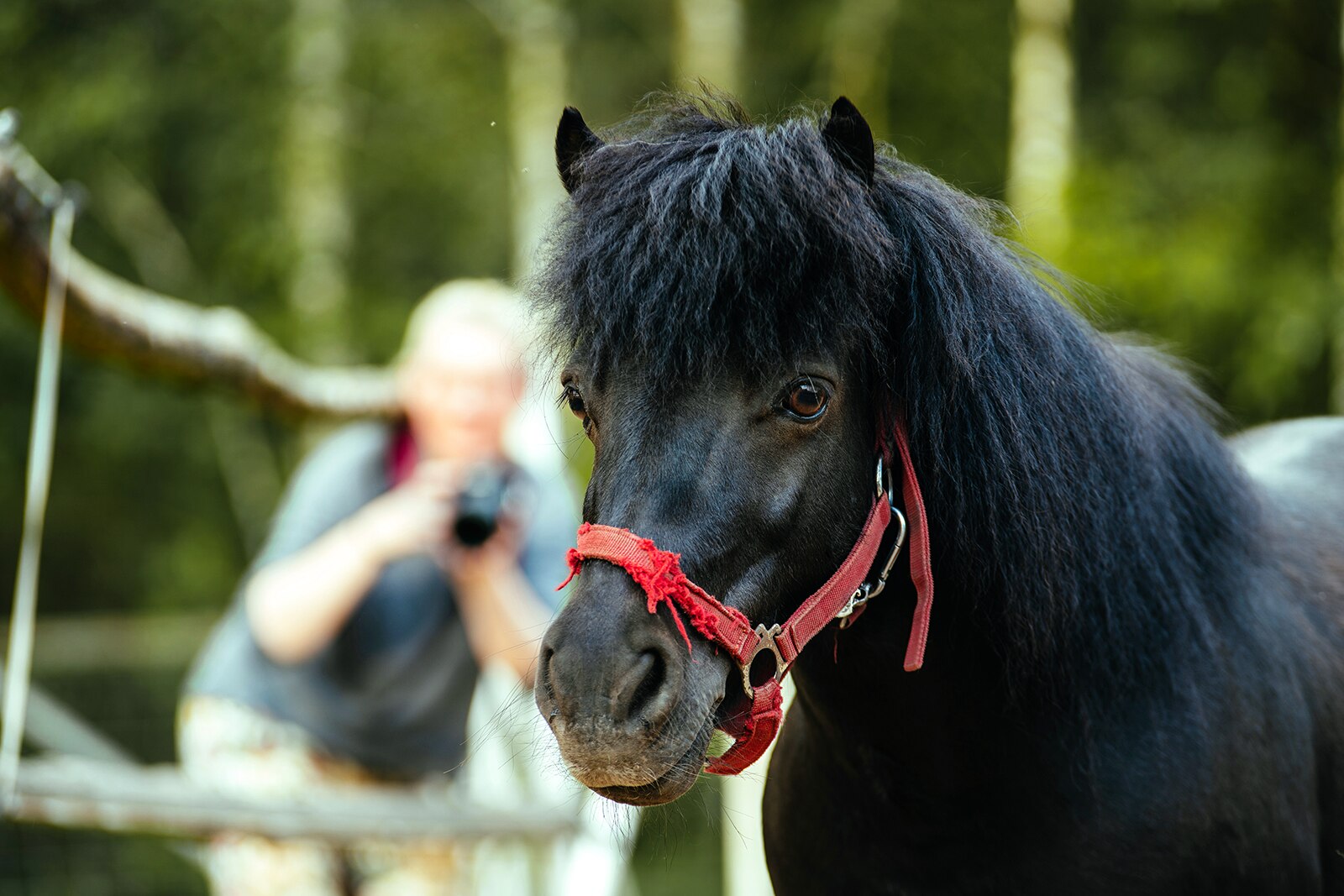 نمایش رویال هایلند - Royal Highland Show