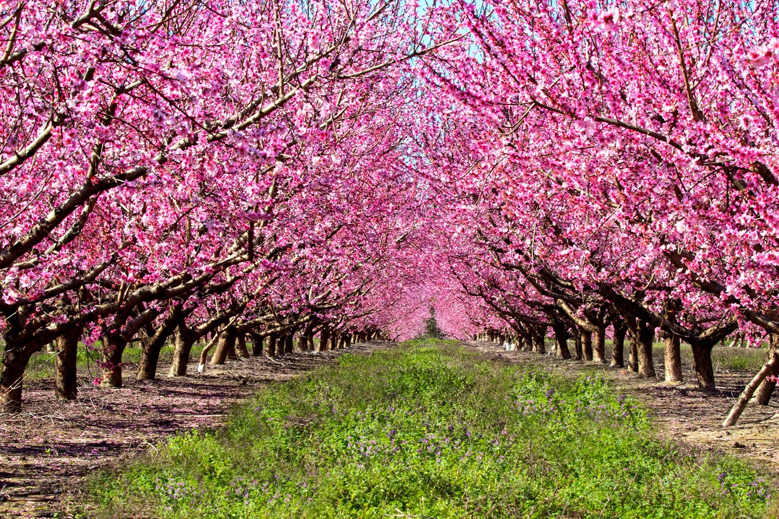 مسیر شکوفه - The Blossom Trail