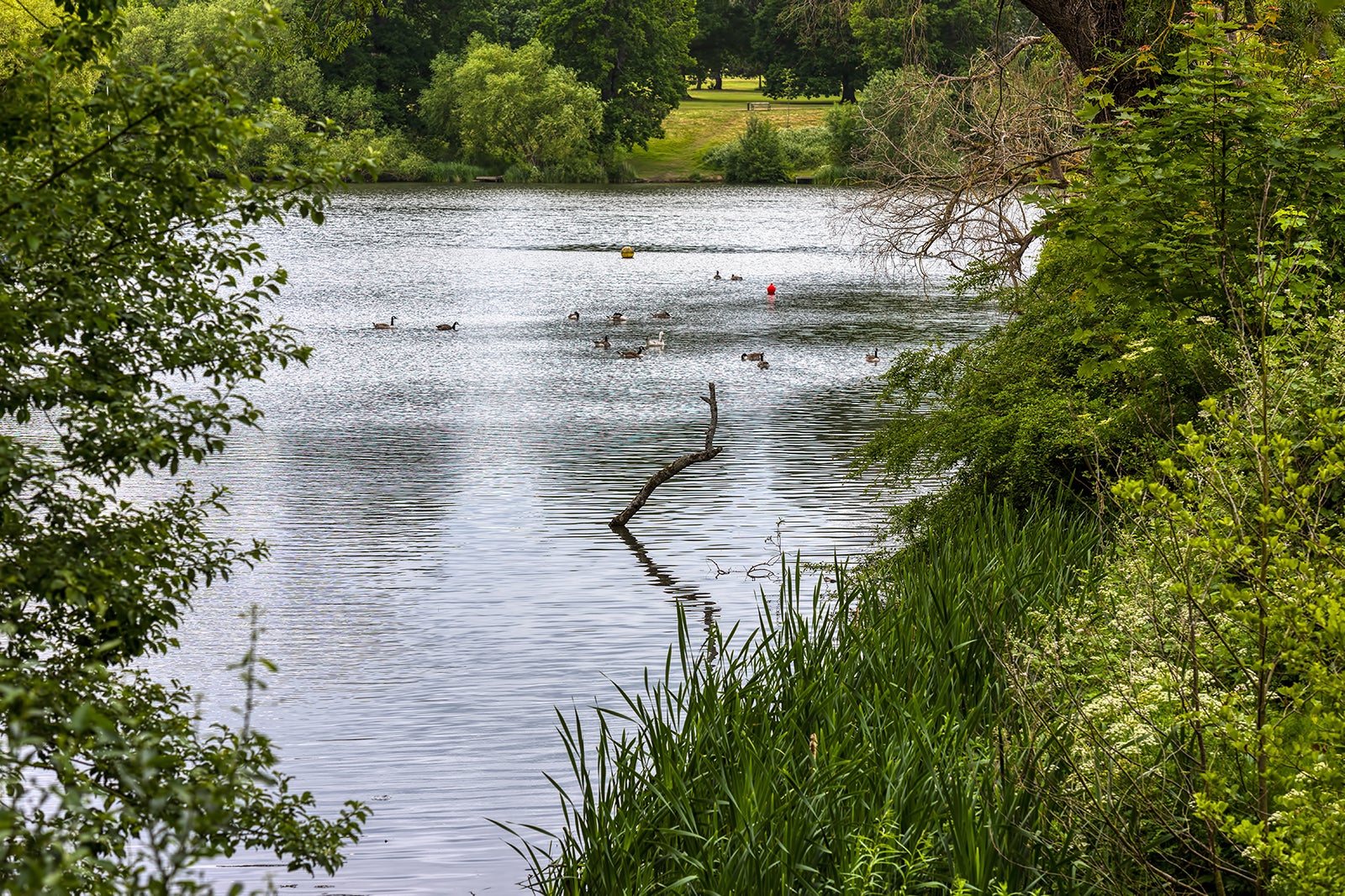 موت پارک - Mote Park