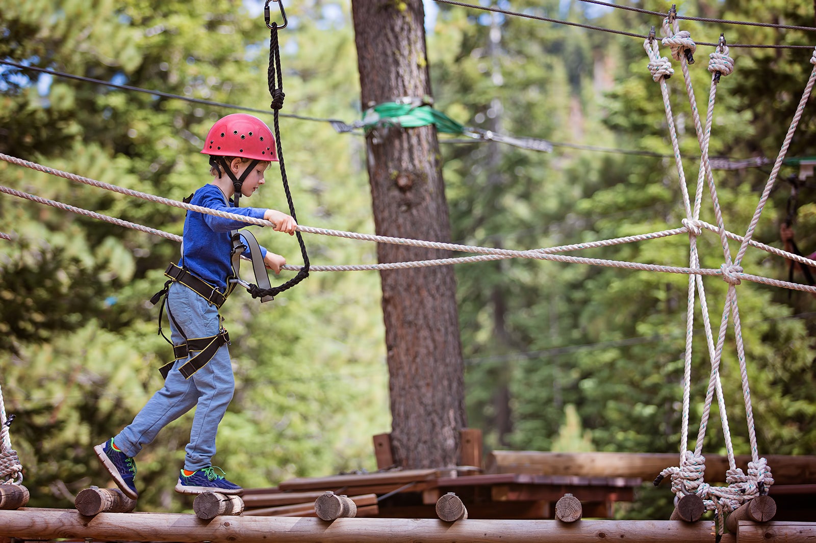 پارک ماجراجویی بالای درخت - Treetop Adventure Park