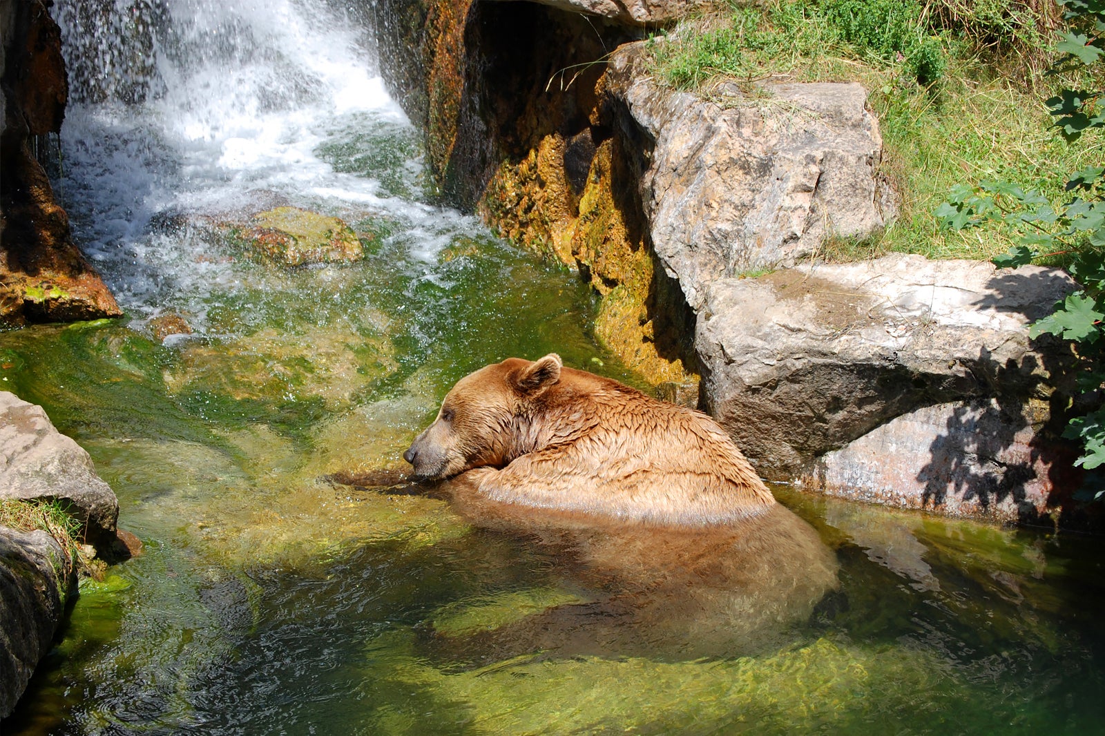 باغ وحش آلپاین خرس بزرگ - Big Bear Alpine Zoo