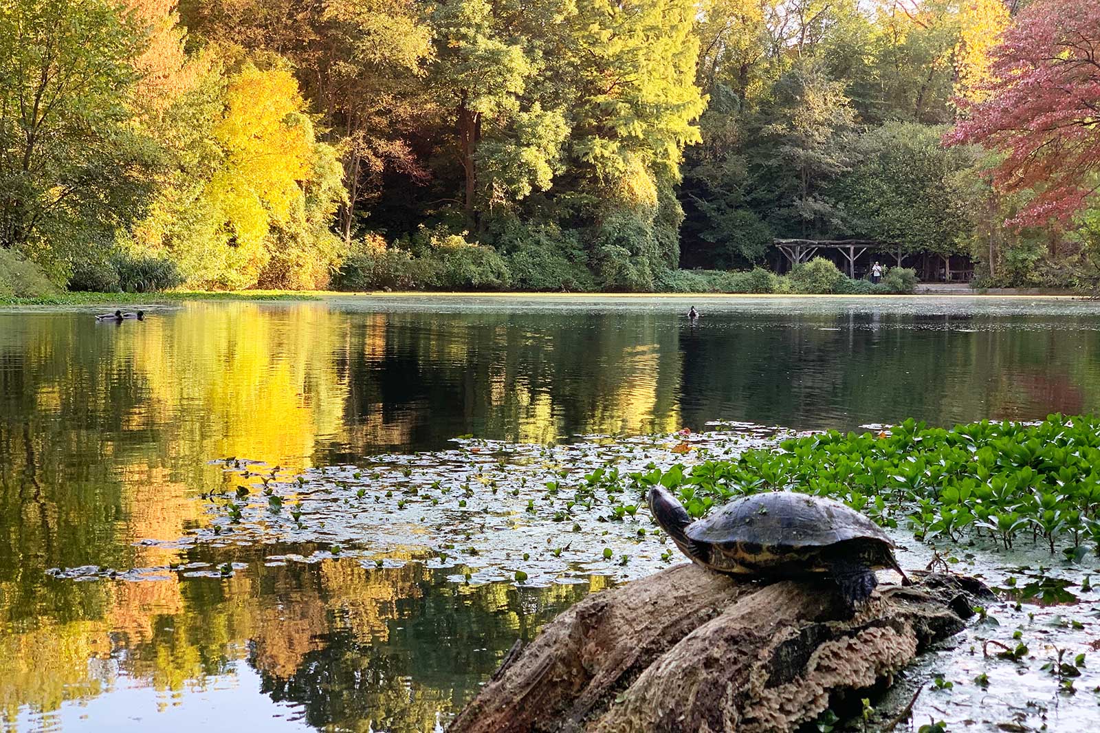 باغ گیاه شناسی بروکلین - Brooklyn Botanic Garden