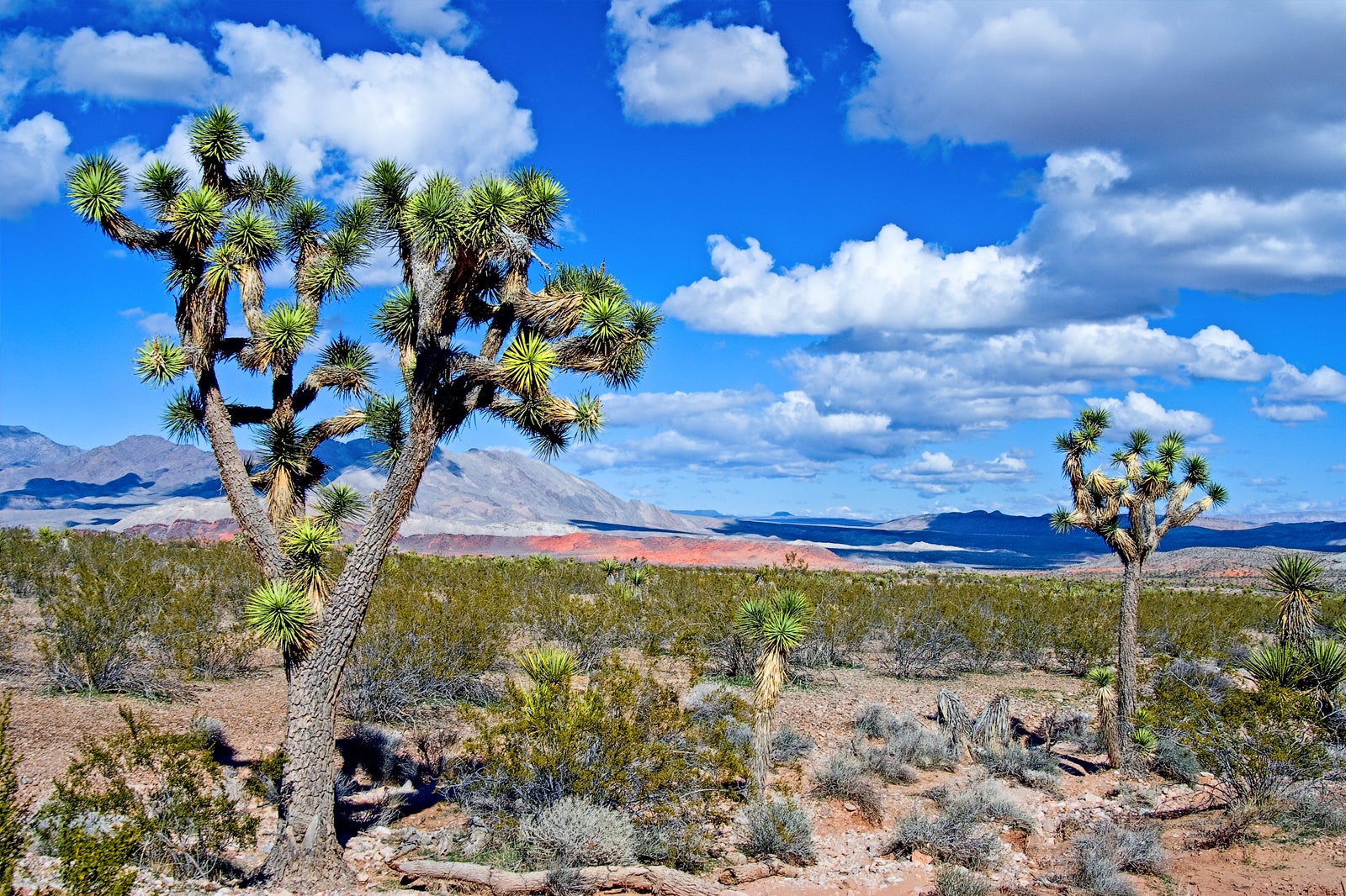 حفاظتگاه ملی موهاوه - Mojave National Preserve