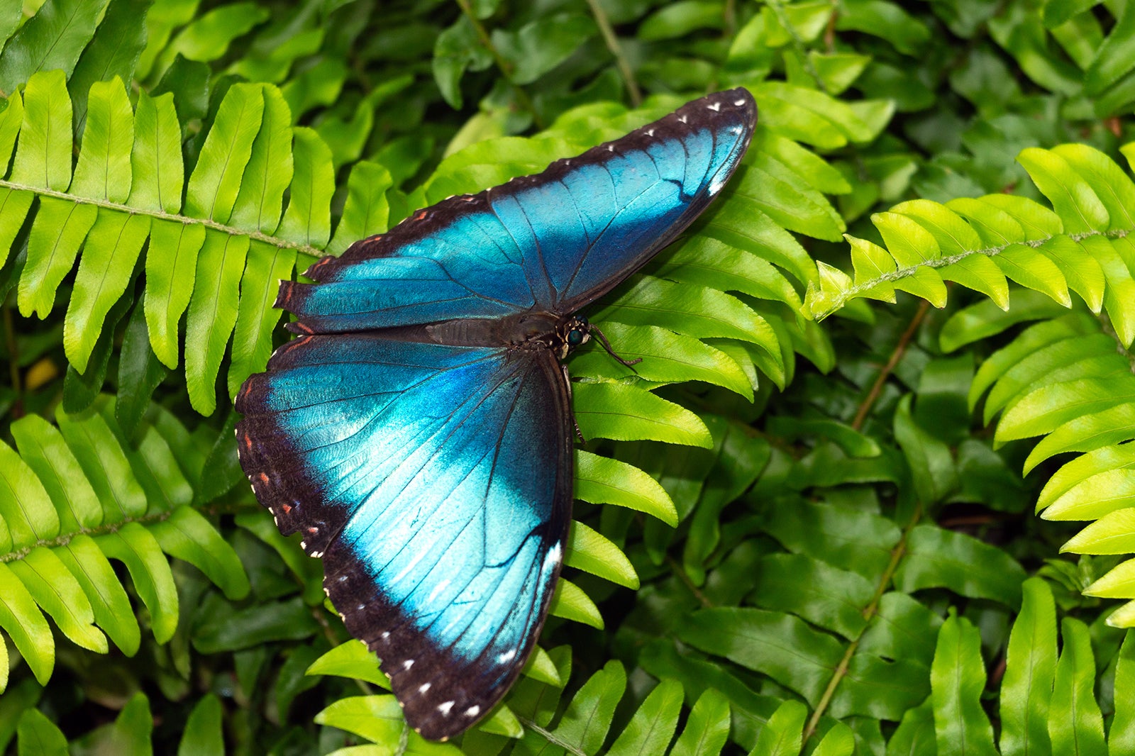 هنرستان پروانه - Butterfly Conservatory