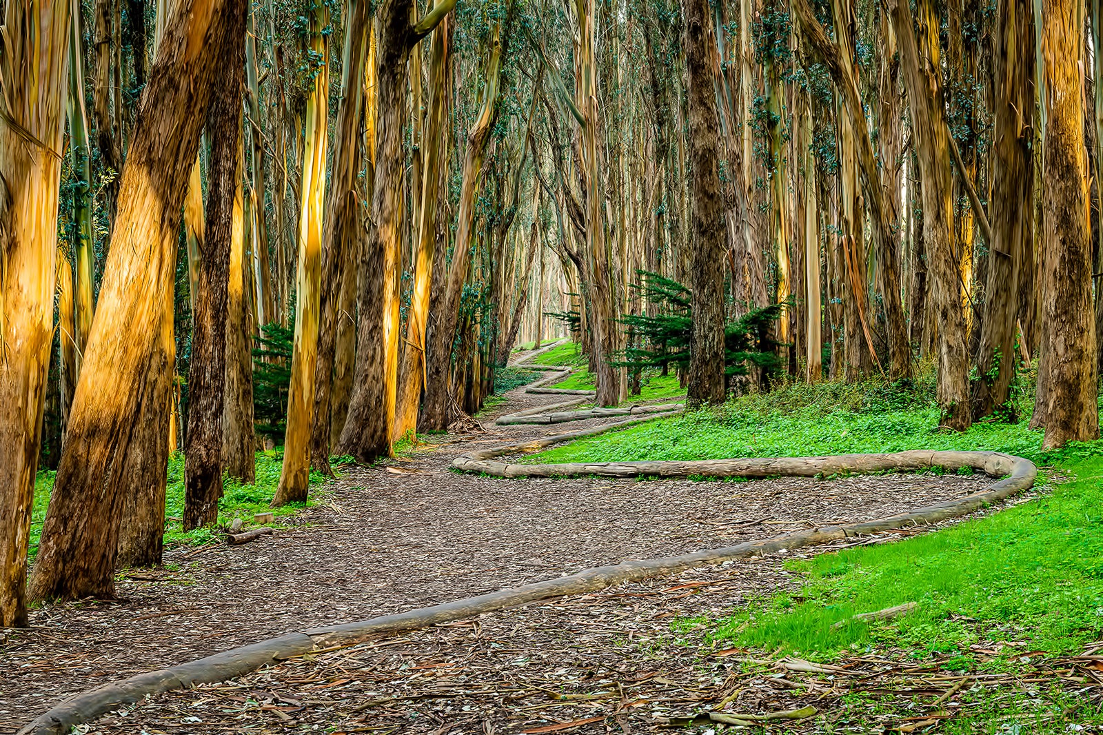 خط چوب اندی گلدزورثی - Andy Goldsworthy's Wood Line