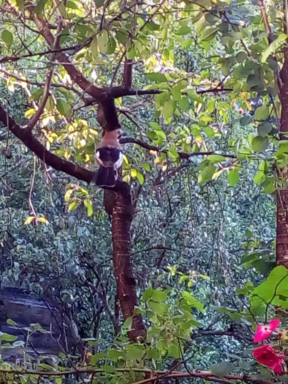 Borjomi Makvala's Guest House
