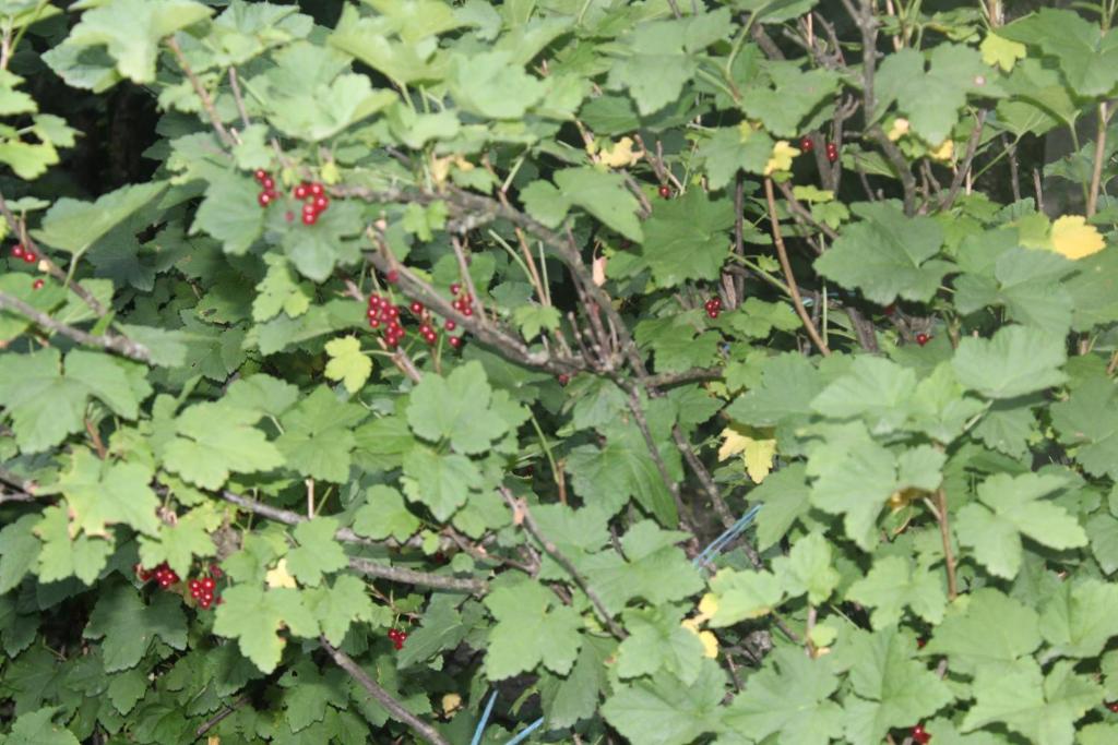 Borjomi Makvala's Guest House