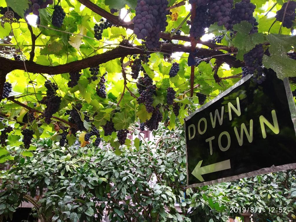 هتل دون تاون گس هاوس Downtown guest house