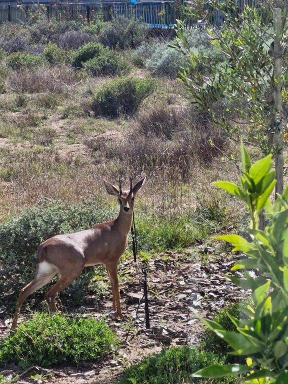 Golfers Haven Studio Apartment