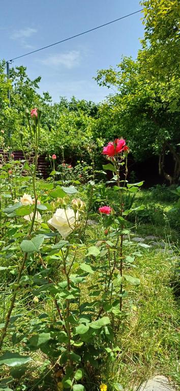 هتل گابالا کنافرت هاوس Gabala Confort House