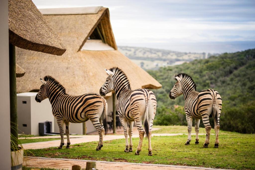 هتل جبای زیبرا لاج Jbay Zebra Lodge