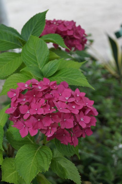 هتل اوله سیا گست هاوس Olesya Guesthouse