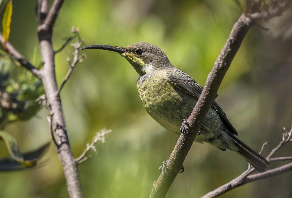 Spanish Farm Guest Lodge by Raw Africa Collection