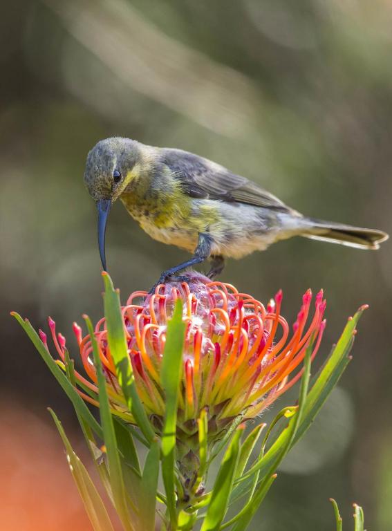 Spanish Farm Guest Lodge by Raw Africa Collection