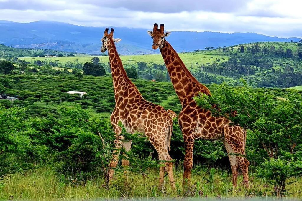هتل راکی ولی گیم لودژ Rocky Valley Game Lodge