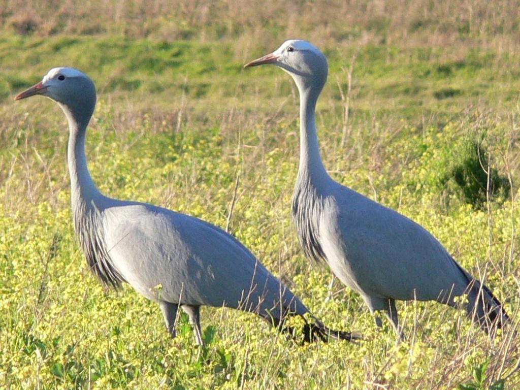 Wild Clover Cottages