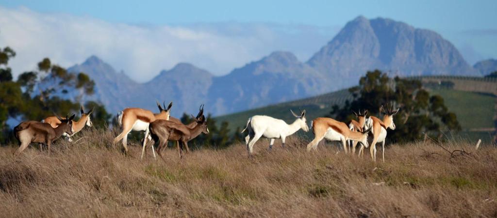 Wild Clover Cottages