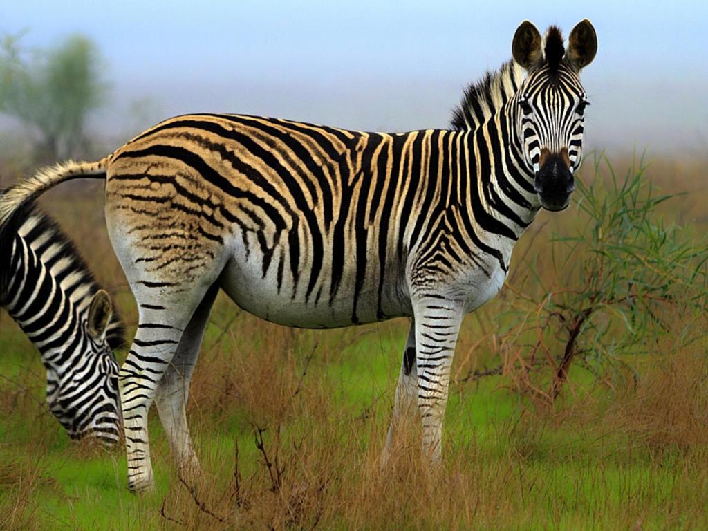 Wild Clover Cottages