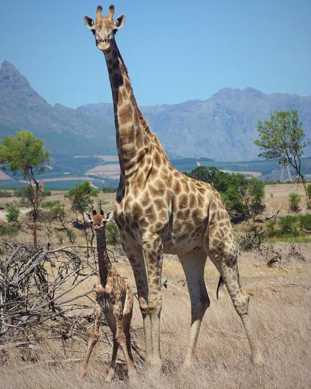 Wild Clover Cottages