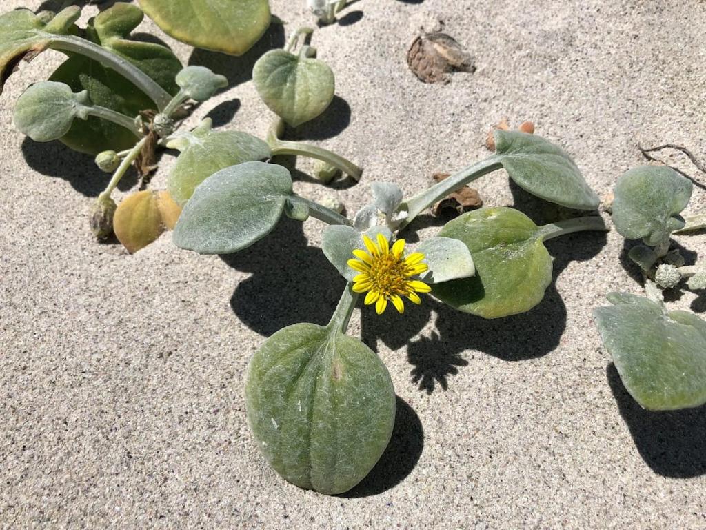 Renovated Fishermans Cottage