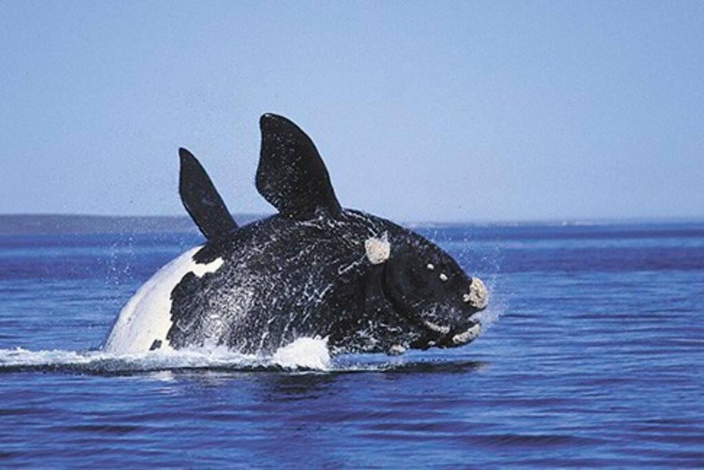Hermanus Whale Capital - Lagoon & Sea view