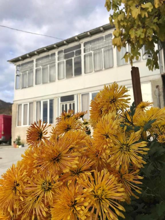 هتل گست هاوس _ داویتی Guesthouse _ DAVITI