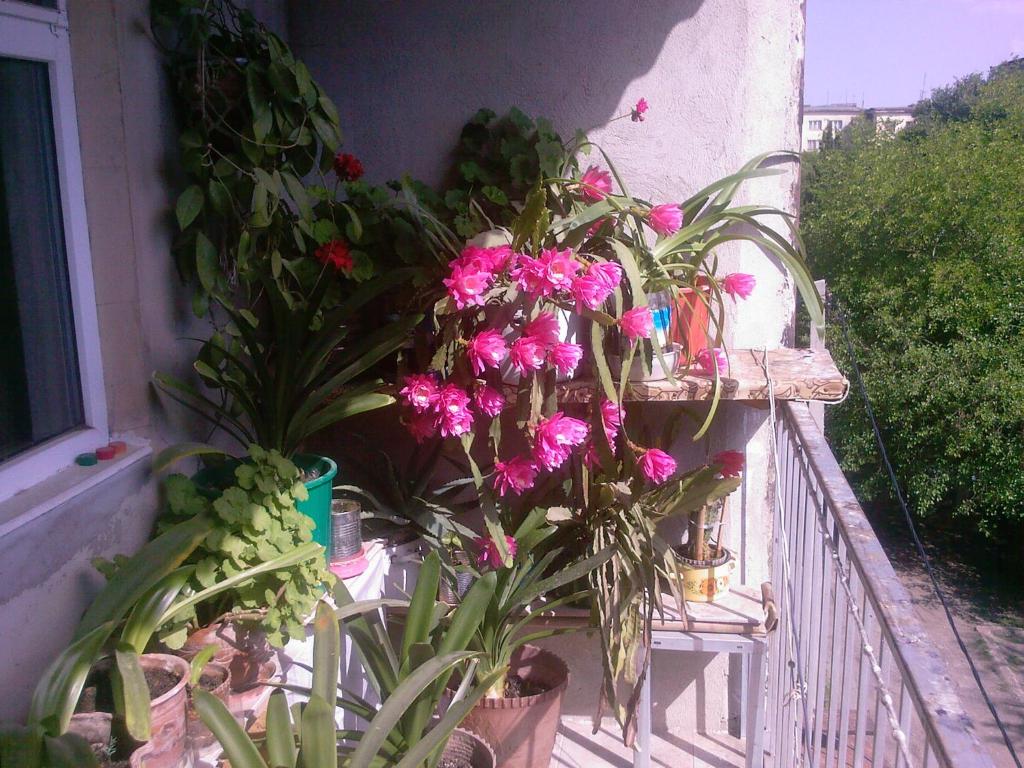 هتل راحتی مادربزرگ در روستاوی Бабушкин уют в РУСТАВИ